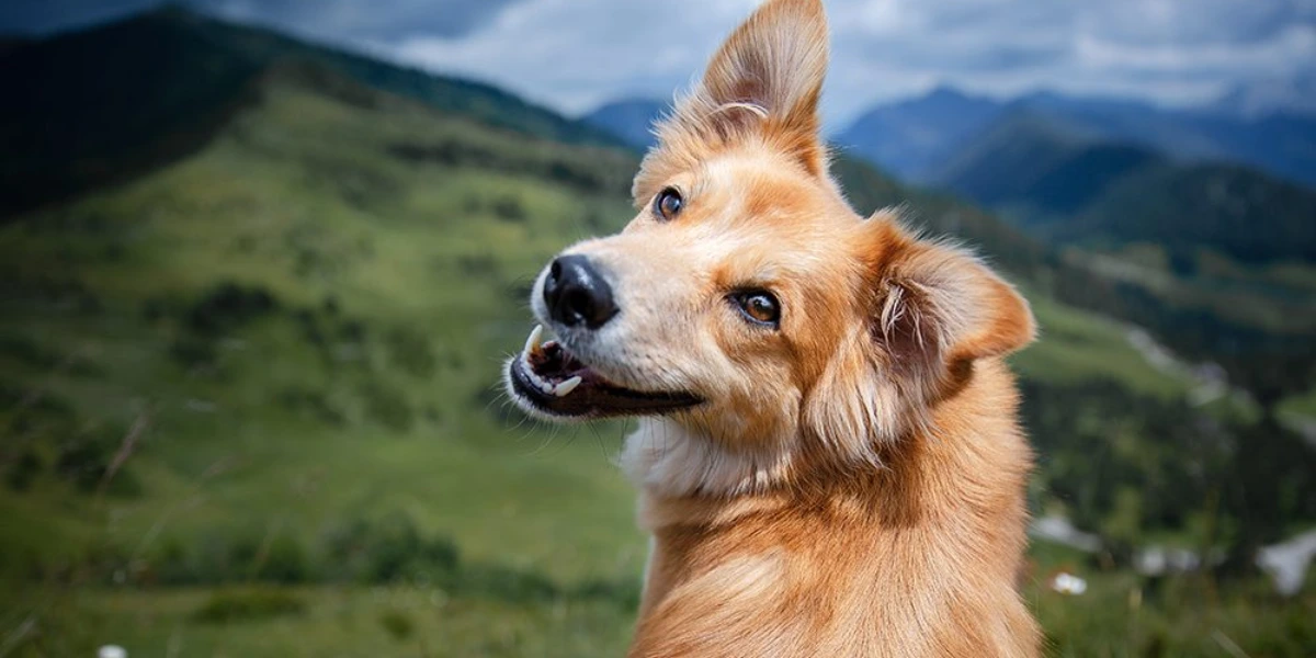 Bring Your Furry Friend to Sonoma Coast Villa: A Dog-Friendly Hotel in Bodega Bay