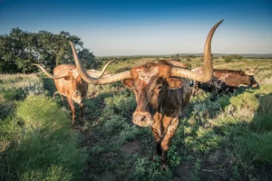 Texas Longhorn